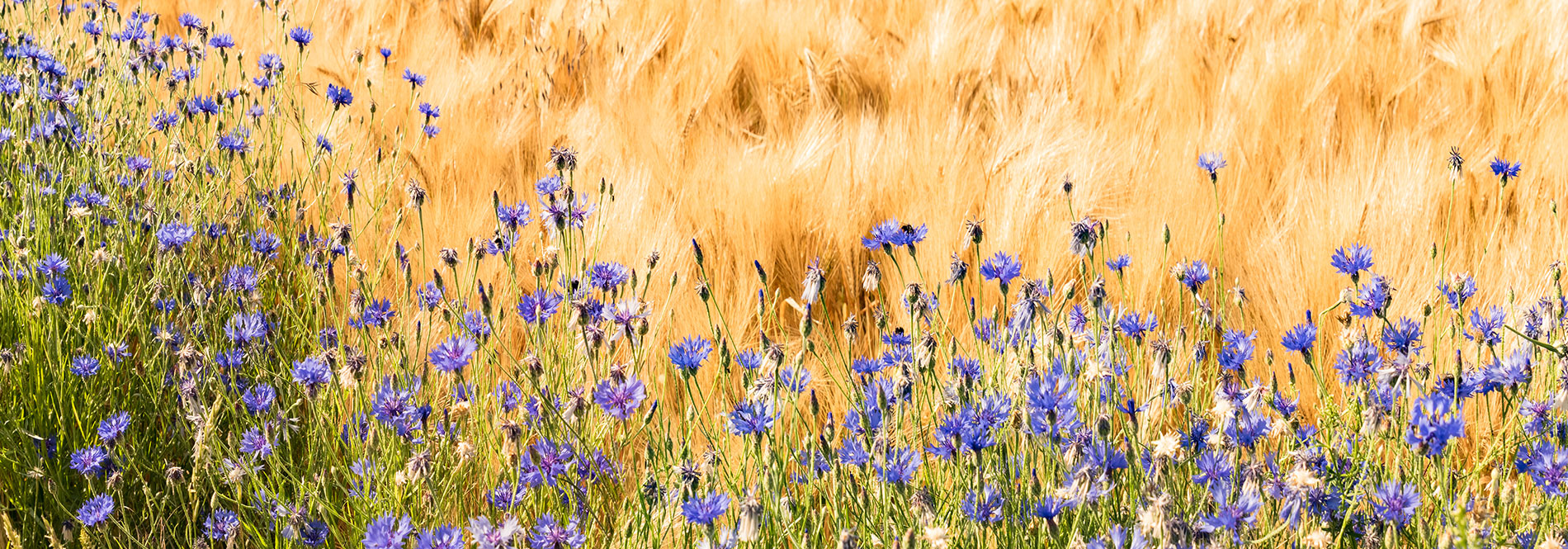 farming image